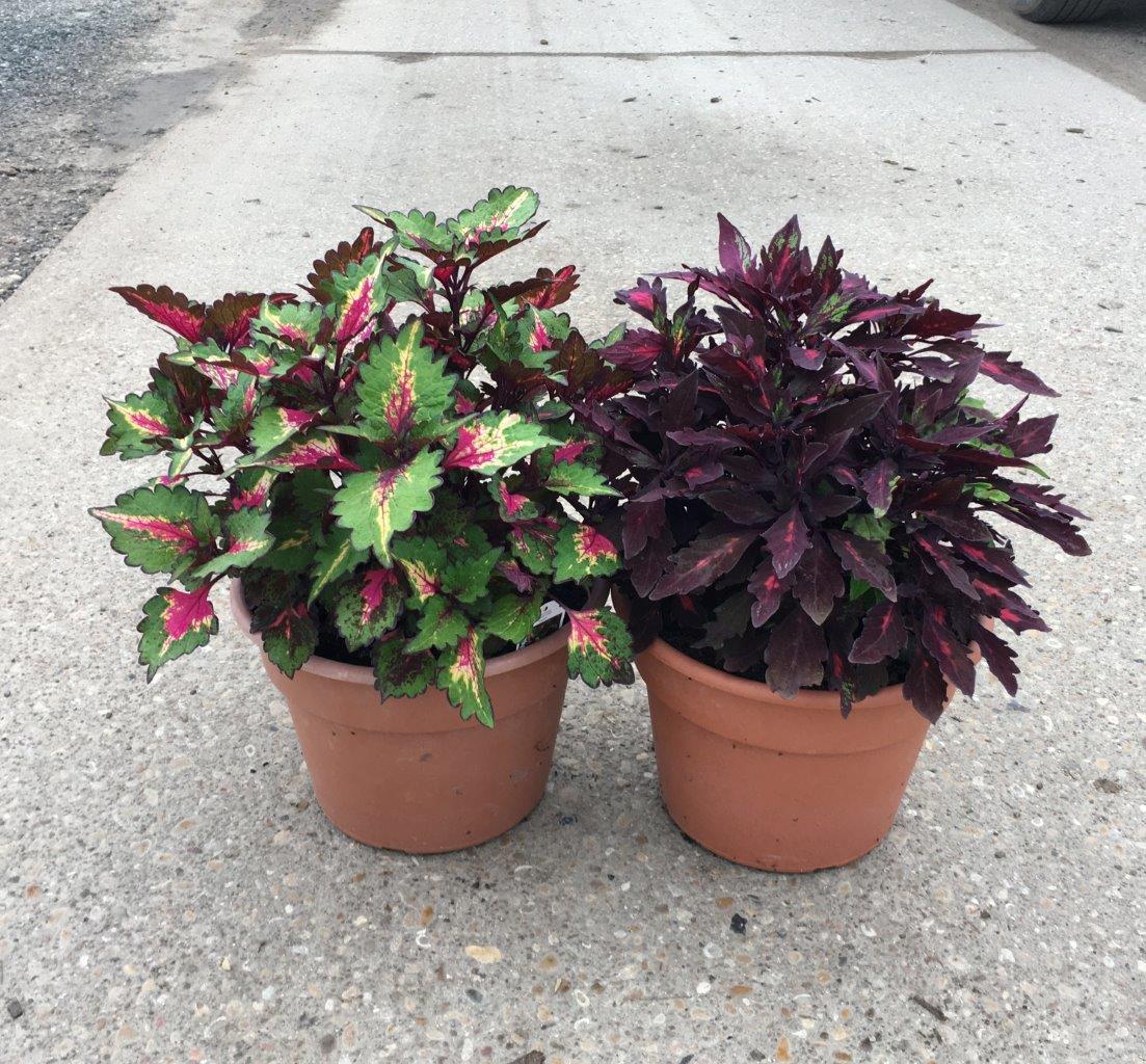 Coming soon - New Coleus!!!